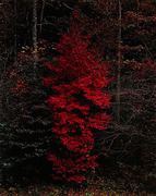 13809601_thirds