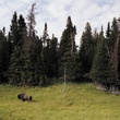 Buffalo_small