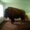 Buffaloimg_0206_square