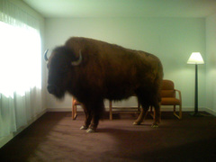 Buffaloimg_0206_thirds