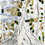 Pope_square