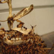 Farmer-_parade-of-the-capti_small