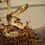 Farmer-_parade-of-the-capti_square