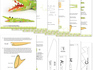 Web-image_alligator_tiny