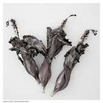 Hibiscus-192