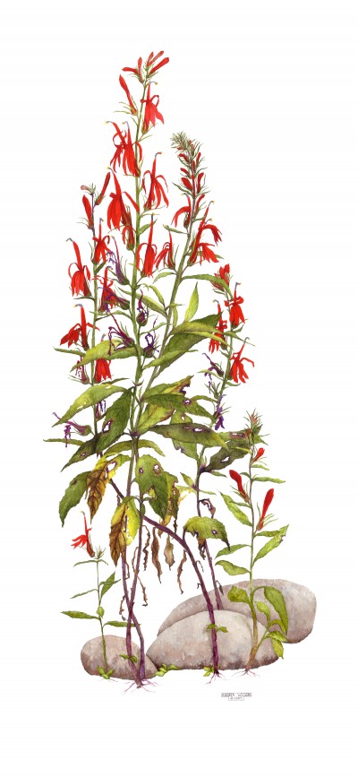 Cardinal Flowers Cardinal Flowers by Andrea Wilson