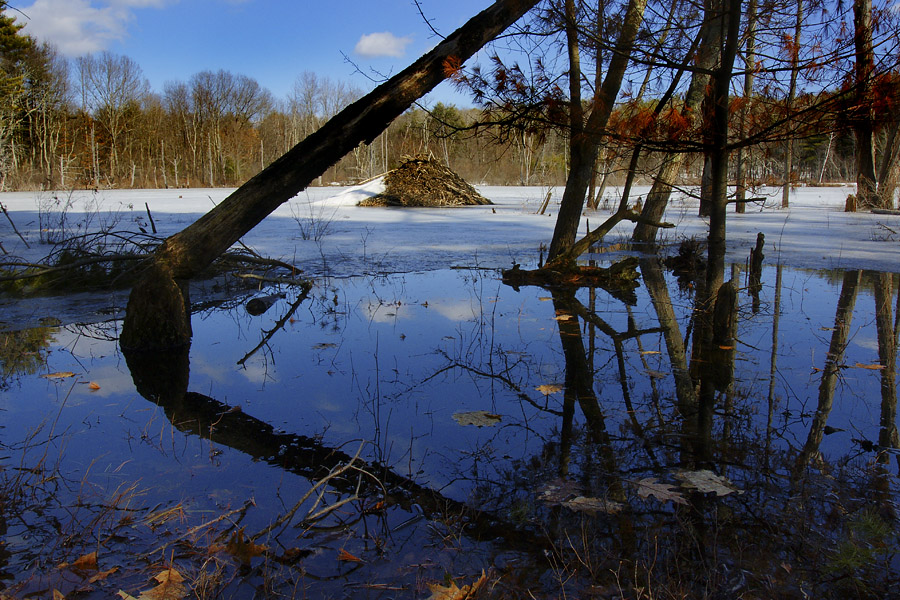 Winter view of Beaver lodge on Helen's Pond