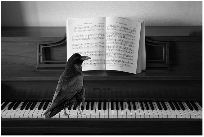 raven piano death
