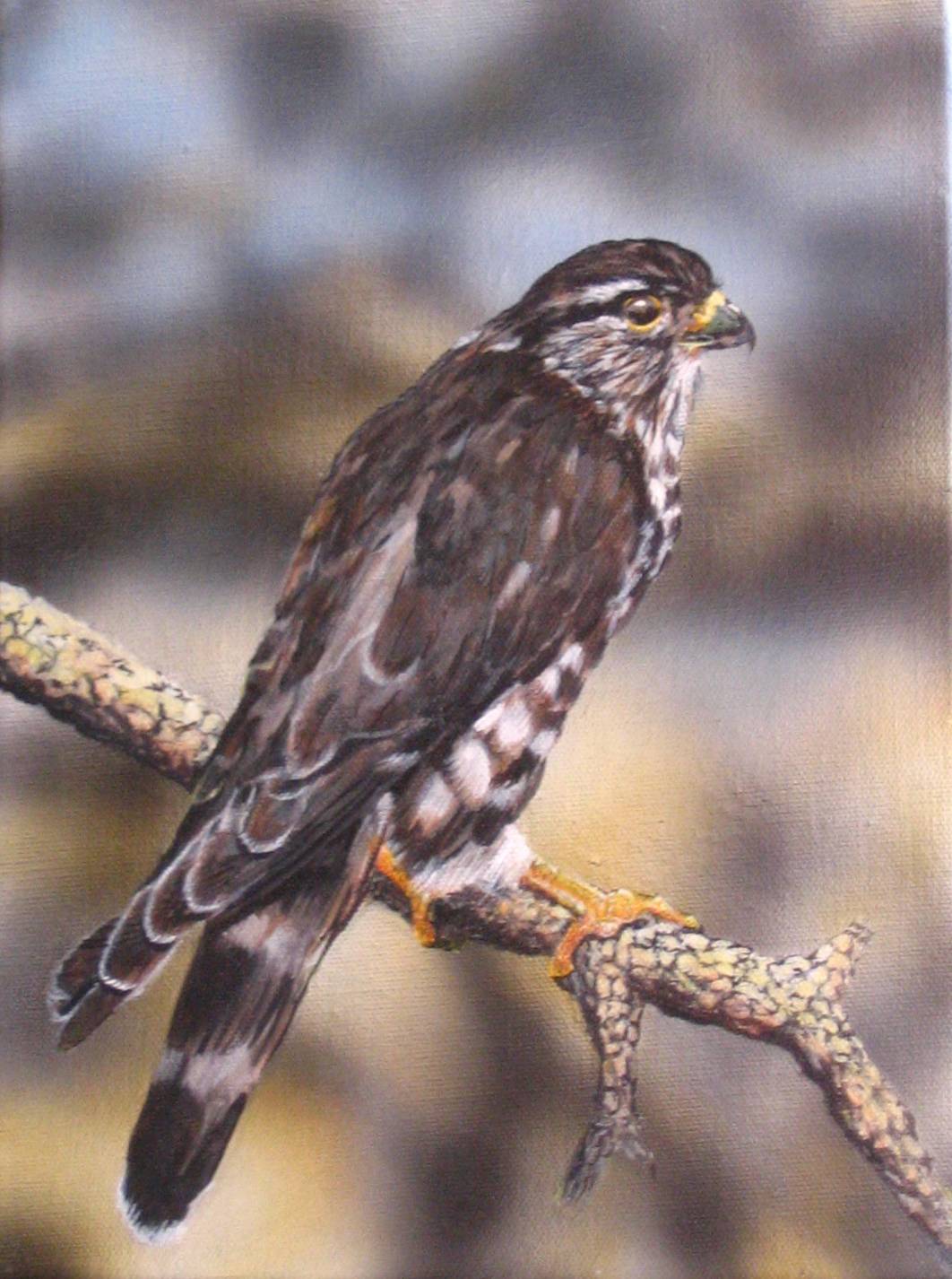 Merlin Birds