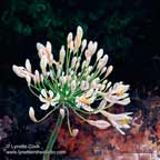 Creamy Agapantha