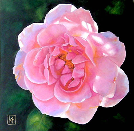 Pink rose with backlighting. 18