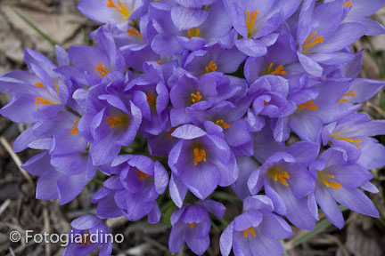 Crocus