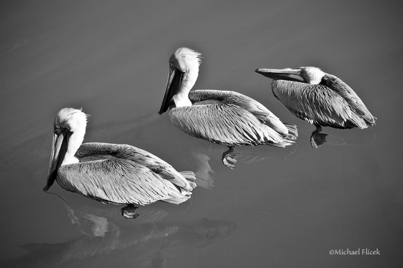 Pelicans and  Tarpon in Key West, Florida