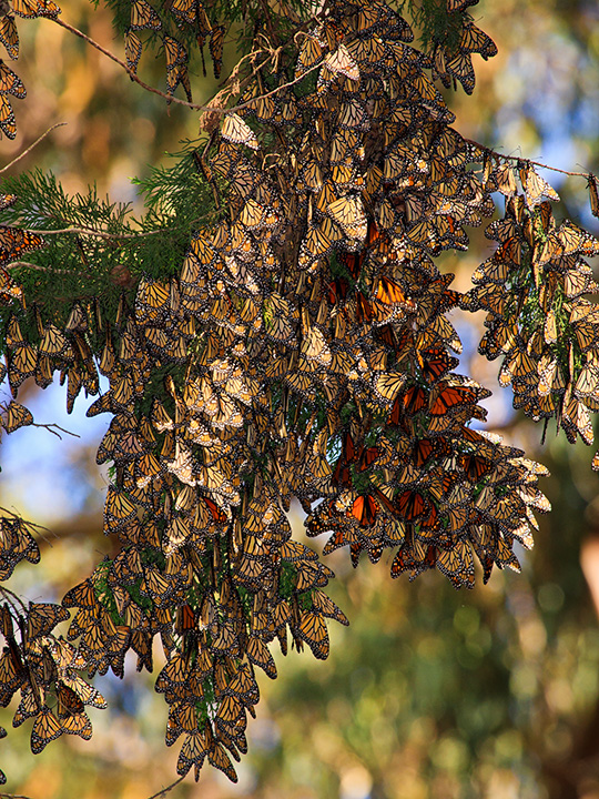 Monarch Butterflies