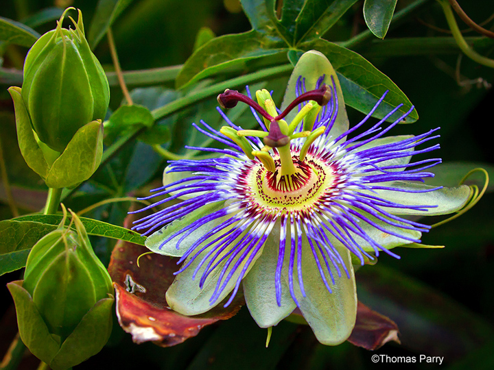 Wildflower