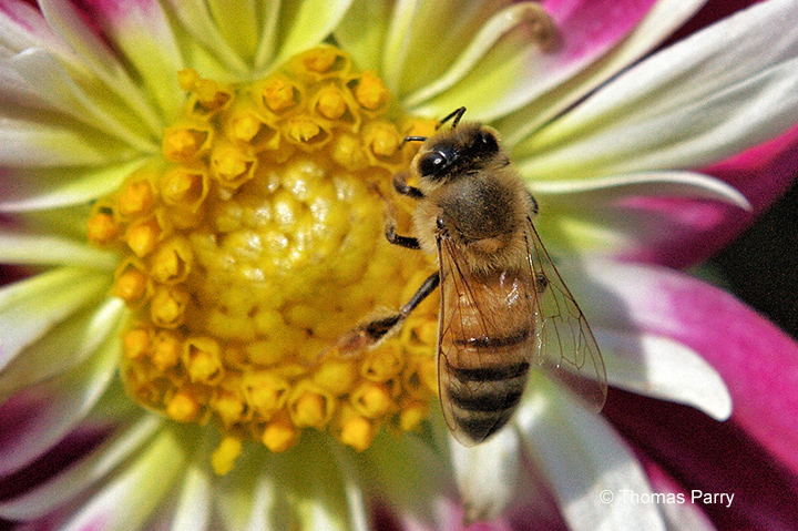 Honeybee on Flower