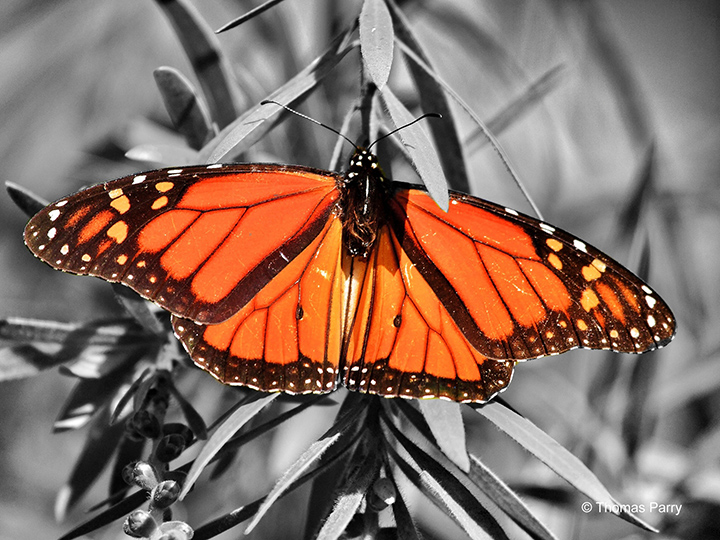 Monarch Butterfly