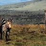 Mntain_zebra_portfolio_thumb