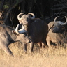 Buffalo_in_camdeboo_nat_park_portfolio_thumb