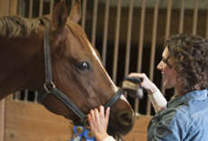 Woman brushing a brown horse