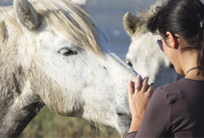 Woman petting two white horses