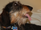 Ben's dog, Elvis