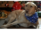Sadie