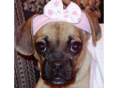 Mitzi