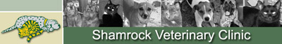 Shamrock Veterinary Clinic