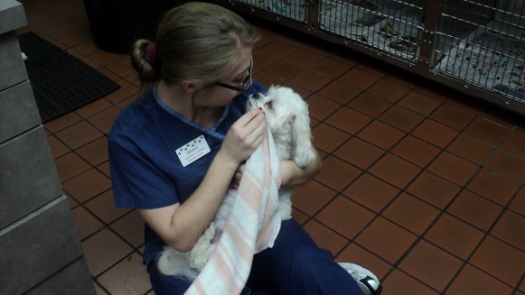 Animal Care Provider
