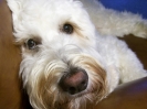 Bilbo