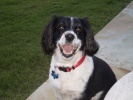 Sadie