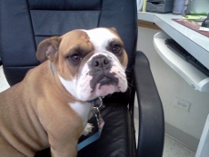 English Bulldog in Chair