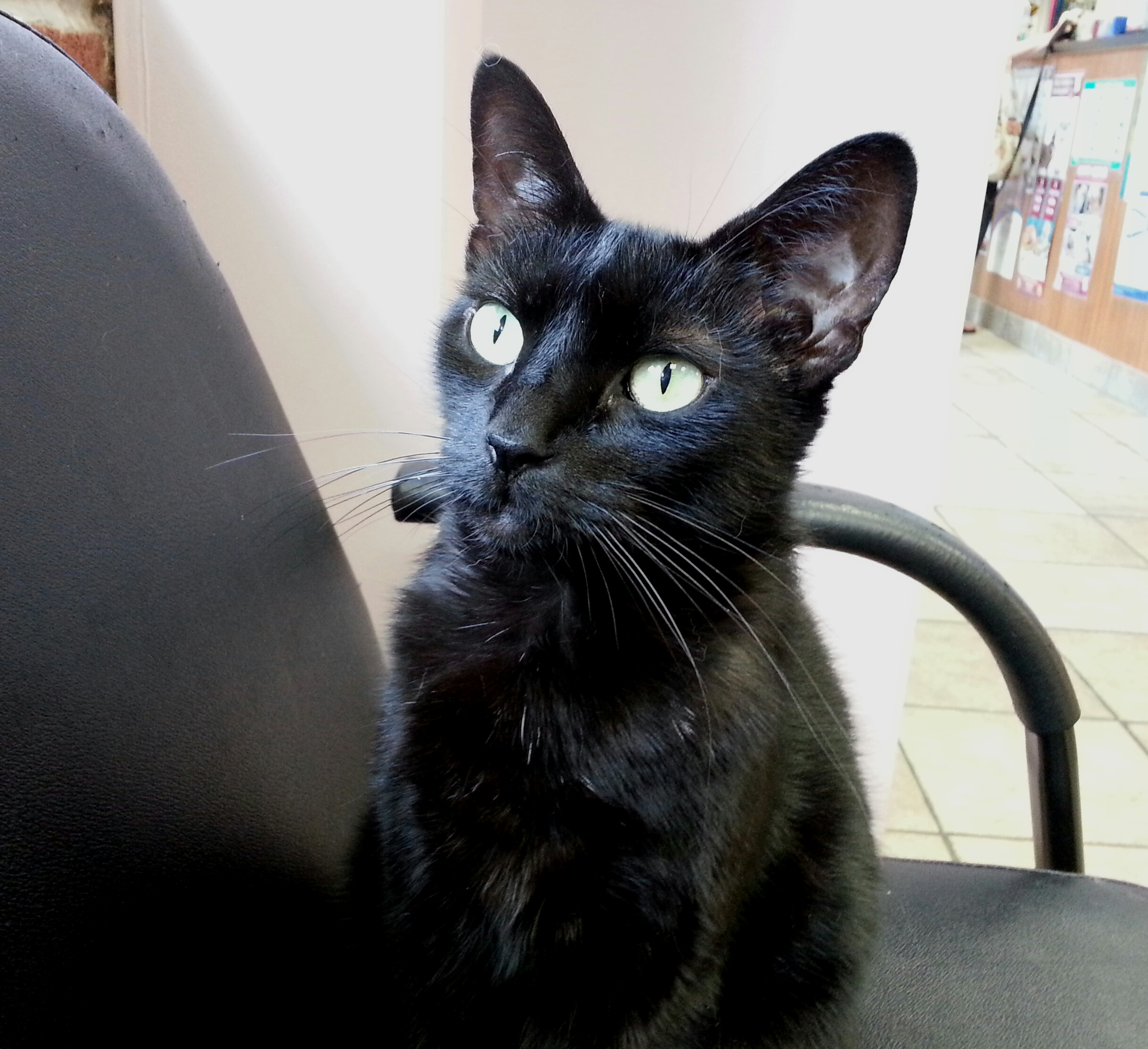 Academy Animal Hospital, 5915 Belair Rd, Baltimore, MD 21206,