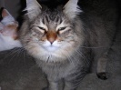 Buddy