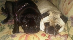 Ariel & Riley Dyke