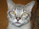 (1) Greg the cat