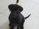 Charlie