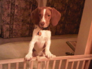 Sammy