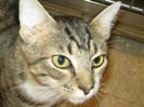 (1) Don the cat -