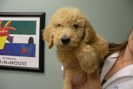 Yoshi