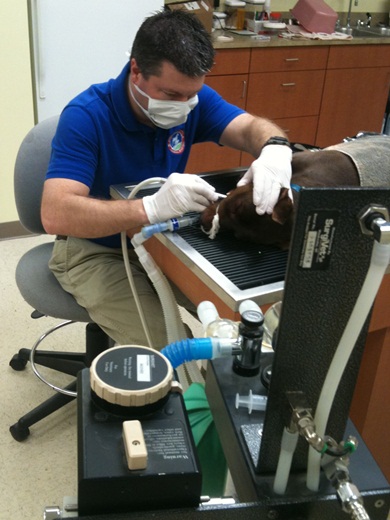 Lyon County Animal Hospital Services