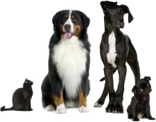 Dog & Cat