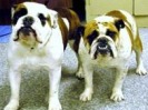 Harley & Maise Roediger