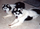Canadian Eskimo Dogs