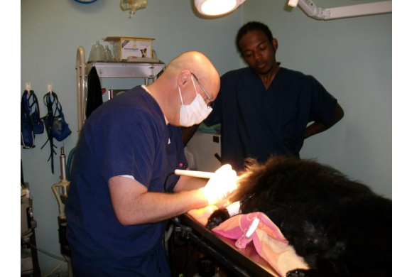 Dr. Osbourne/dental