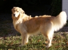 Gracie