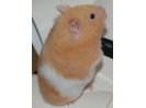Peaches