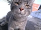 Pet Name