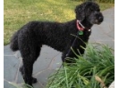 Marley